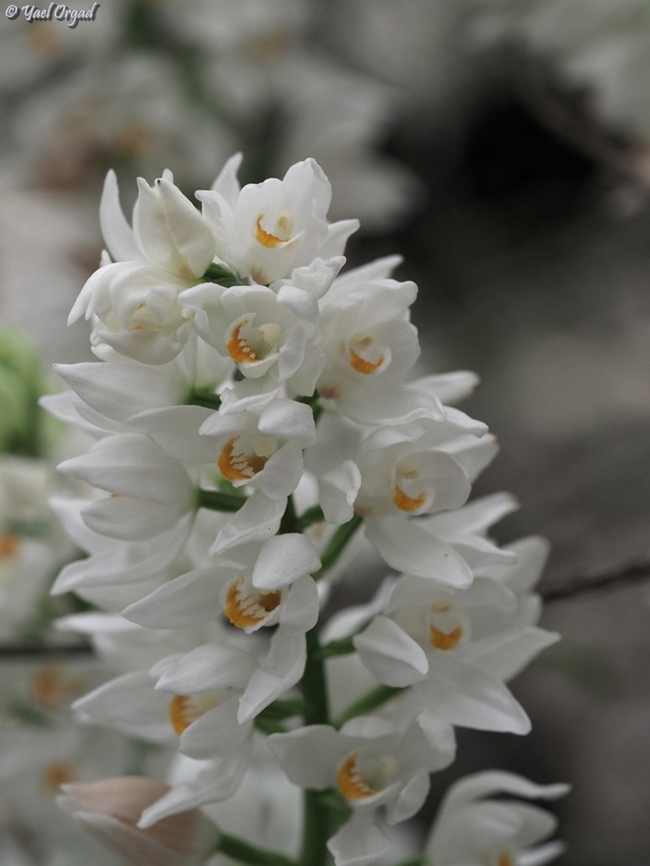 Cephalanthera longifolia  Cephalanthera longifolia,Geotagged,Israel,Spring