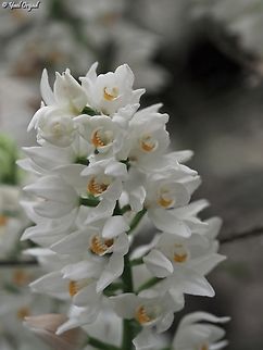 Cephalanthera longifolia  Cephalanthera longifolia,Geotagged,Israel,Spring