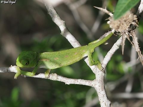 Mediterranean Chamaeleon Chamaeleo chamaeleon ssp. recticrista Chamaeleo chamaeleon,Common Chameleon,Geotagged,Israel,Spring