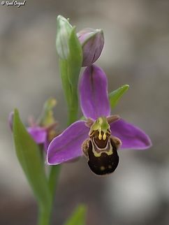 Ophrys apifera  Geotagged,Israel,Ophrys apifera,Spring