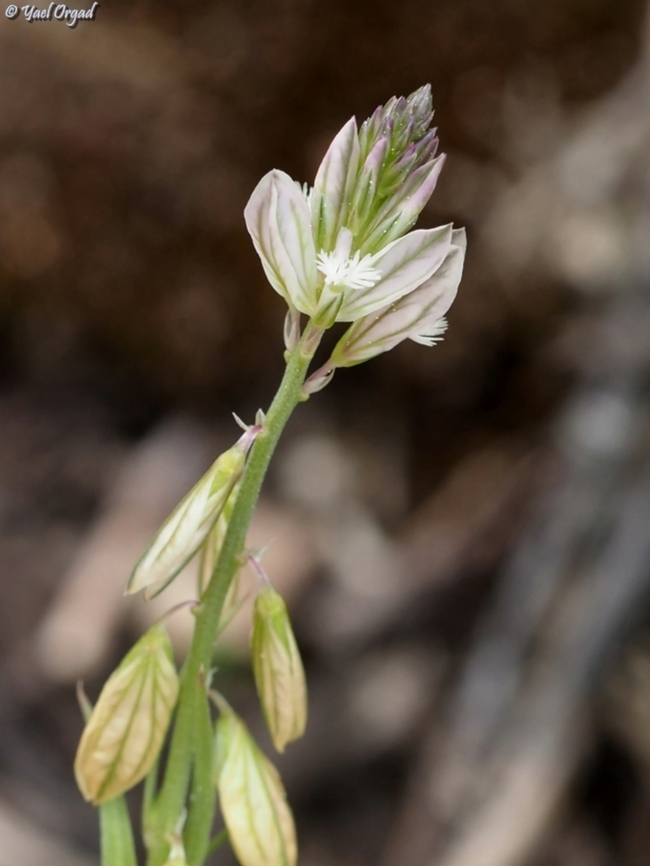 Polygala monspeliaca  Geotagged,Israel,Polygala monspeliaca,Spring