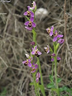 a Beehive of Bee-Orchids  Geotagged,Israel,Ophrys apifera,Spring