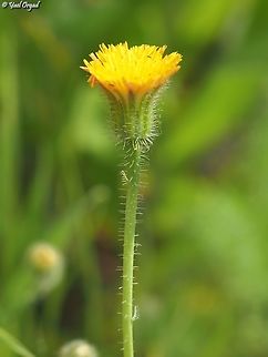 Hypochaeris achyrophorus  Geotagged,Hypochaeris achyrophorus,Israel,Spring