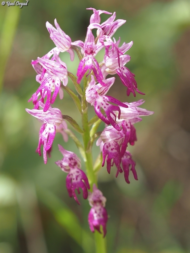 maybe a hybrid? we suspect that this is a hybrid - Orchis italica X Orchis galilaea Geotagged,Israel,Orchis galilaea,Spring