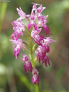 maybe a hybrid? we suspect that this is a hybrid - Orchis italica X Orchis galilaea Geotagged,Israel,Orchis galilaea,Spring