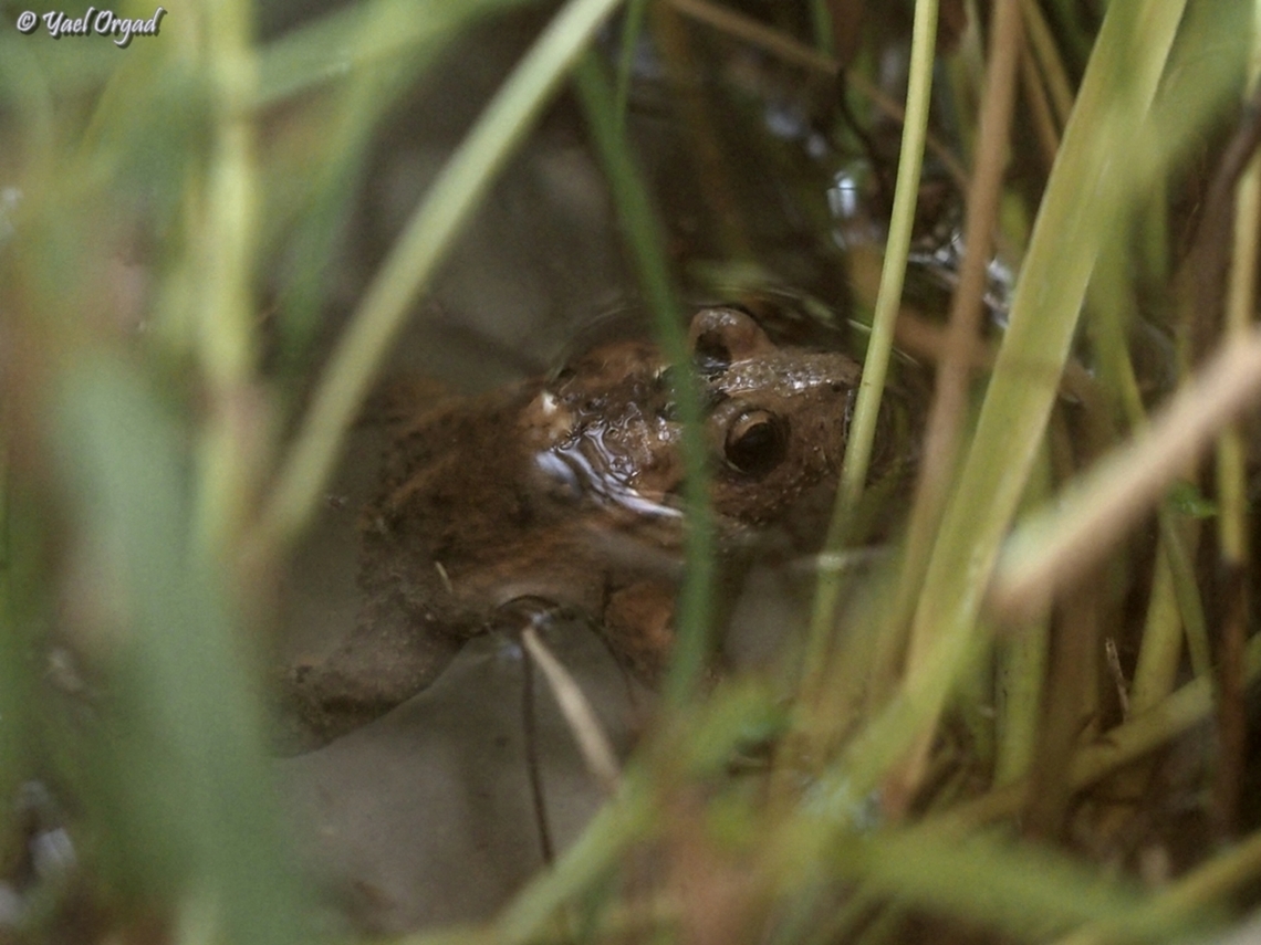 Latonia nigriventer - one of the rarest amphibians in the world the Latonia nigriventer was discovered at 1940, by the zoologist Heinrich Mendelson. he found 2 frogs, later another one was found, but after the Hula swamps (in the north of Israel) were dried - it was considered extinct. no one has seen them since the early 1950&#039;s, and at 1996 it was declared extinct by the IUCN. <br />
BUT... Nature keeps us surprised :-) <br />
at 2011, a Hula Park ranger found one of these frogs, in the small swamp that was kept as a nature reserve. since then, zoologists in Israel started to study this species. <br />
today I had the good fortune to visit the Jerusalem Zoo, where a small group of these frogs are being studied, and talk to the person in charge of caring for them. it is a very hard work, they are very sensitive and gentle creatures. <br />
the picture was taken through the terrarium glass, because we avoid disturbing these gentle frogs.<br />
For me, this was a wonderful moment!!  Hula painted frog,Israel,Latonia nigriventer