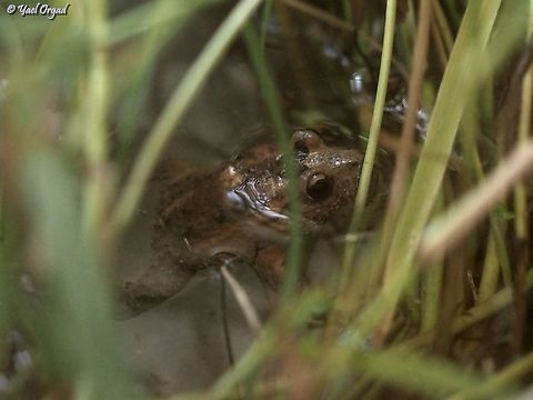 Latonia nigriventer - one of the rarest amphibians in the world the Latonia nigriventer was discovered at 1940, by the zoologist Heinrich Mendelson. he found 2 frogs, later another one was found, but after the Hula swamps (in the north of Israel) were dried - it was considered extinct. no one has seen them since the early 1950's, and at 1996 it was declared extinct by the IUCN. 
BUT... Nature keeps us surprised :-) 
at 2011, a Hula Park ranger found one of these frogs, in the small swamp that was kept as a nature reserve. since then, zoologists in Israel started to study this species. 
today I had the good fortune to visit the Jerusalem Zoo, where a small group of these frogs are being studied, and talk to the person in charge of caring for them. it is a very hard work, they are very sensitive and gentle creatures. 
the picture was taken through the terrarium glass, because we avoid disturbing these gentle frogs.
For me, this was a wonderful moment!!  Hula painted frog,Israel,Latonia nigriventer