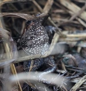 Latonia nigriventer - underside still in the Terrarium of the Jerusalem Zoo - 
one of the interesting characteristics of the Latonia nigriventer, is the underside - it is black with white dots. this one got a little mixed in the dry vegetation, so I got the opportunity to take a picture of its underside. Hula painted frog,Israel,Latonia nigriventer