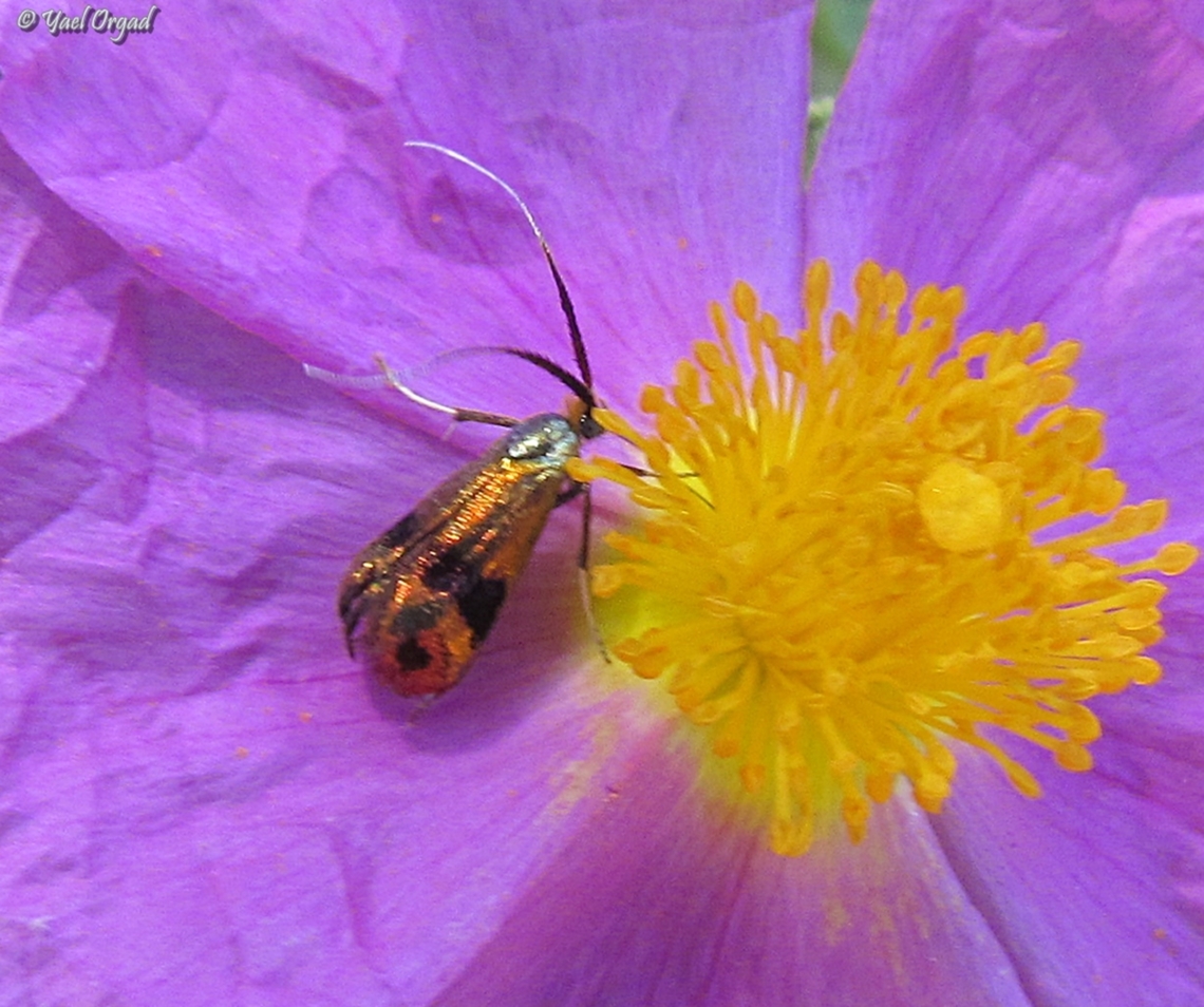 a moth of the Adelidae  Geotagged,Israel,Spring