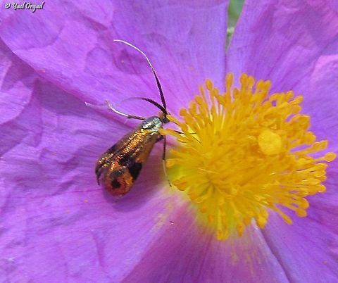a moth of the Adelidae  Geotagged,Israel,Spring