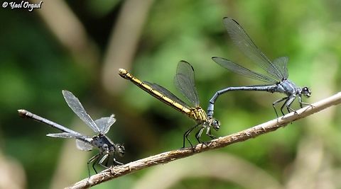 Epallage fatime  Epallage fatime,Geotagged,Israel,Spring