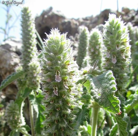 Teucrium lamiifolium Usually this plant has white flowers, but one time I found them with light pink flowers.  Geotagged,Israel,Spring,Teucrium lamiifolium