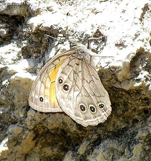 Kirinia roxelana  Geotagged,Israel,Kirinia roxelana,Lattice Brown,Spring