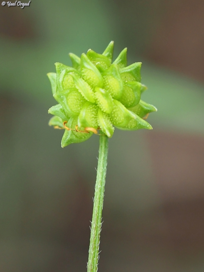Ranunculus scandicinus  Geotagged,Israel,Ranunculus scandicinus,Spring
