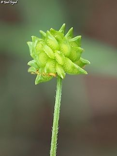 Ranunculus scandicinus  Geotagged,Israel,Ranunculus scandicinus,Spring
