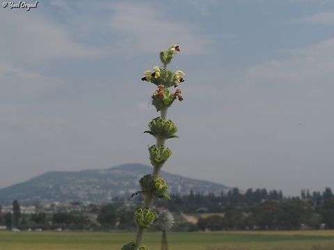 Phlomoides laciniata overlooking Hamoreh Hill and Afula  Geotagged,Israel,Phlomoides laciniata,Spring