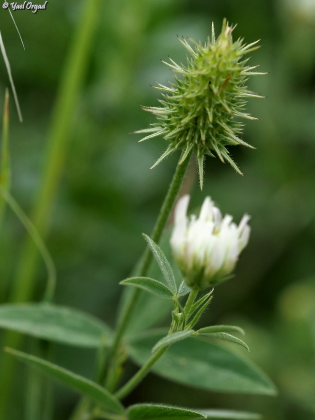Trifolium vavilovii In the 1930's, science in the holy land (Israel wasn't established yet) was just beginning. the main person responsible for Botanical studies in Israel was Prof. Alexander Eig - a Jewish botanist that came from Russia. <br />
Nikolai Vavilov was a world-renowned botanist at that time, studying the origins of cereals like wheat, corn and other important food plants. he visited Eig in Jerusalem - came for a week, but stayed over a month, and made a big impression on the young Israeli botanists. Eig commemorated the visit when he named this Trifolium after Vavilov. <br />
Sadly, the end of the story wasn't that wonderful: Eig died at a young age of cancer, and Vavilov was imprisoned by Stalin for having a mind of his own and died in prison.  Geotagged,Israel,Spring,Trifolium vavilovii,Vavilov's Clover
