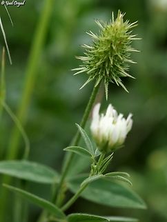 Trifolium vavilovii In the 1930's, science in the holy land (Israel wasn't established yet) was just beginning. the main person responsible for Botanical studies in Israel was Prof. Alexander Eig - a Jewish botanist that came from Russia. 
Nikolai Vavilov was a world-renowned botanist at that time, studying the origins of cereals like wheat, corn and other important food plants. he visited Eig in Jerusalem - came for a week, but stayed over a month, and made a big impression on the young Israeli botanists. Eig commemorated the visit when he named this Trifolium after Vavilov. 
Sadly, the end of the story wasn't that wonderful: Eig died at a young age of cancer, and Vavilov was imprisoned by Stalin for having a mind of his own and died in prison.  Geotagged,Israel,Spring,Trifolium vavilovii,Vavilov's Clover