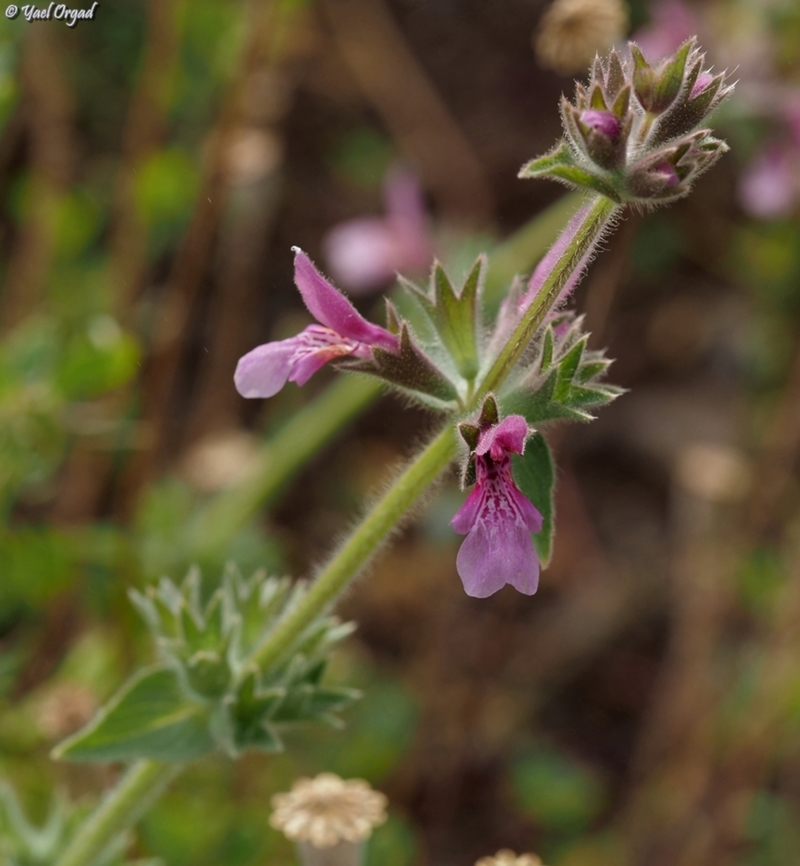Stachys arabica  Geotagged,Israel,Spring,Stachys arabica