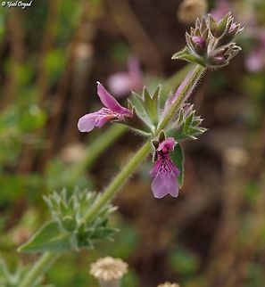 Stachys arabica  Geotagged,Israel,Spring,Stachys arabica
