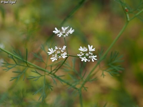 Coriandrum sativum  Coriander or cilantro,Coriandrum sativum,Geotagged,Israel,Spring