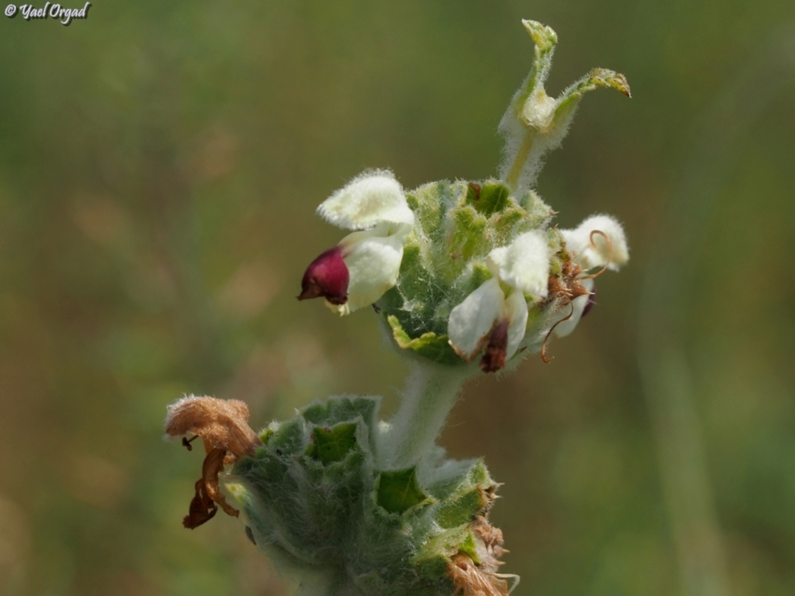 Phlomoides laciniata  Phlomoides laciniata
