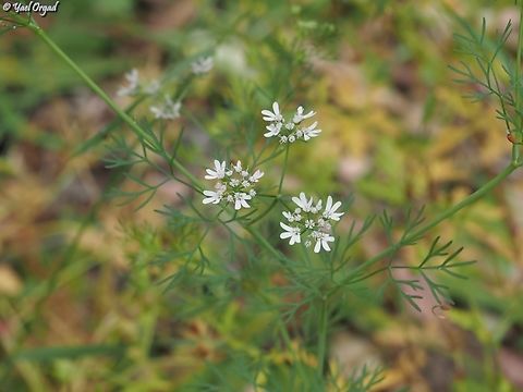 Coriandrum sativum  Coriander or cilantro,Coriandrum sativum,Geotagged,Israel,Spring