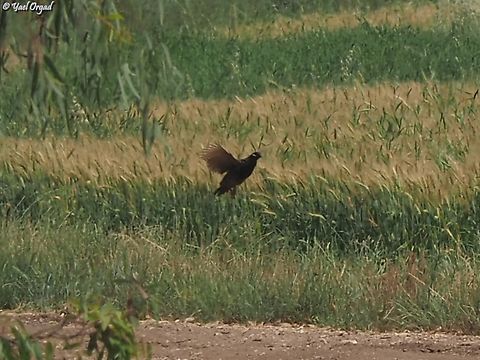 Francolinus francolinus  Black Francolin,Francolinus francolinus,Geotagged,Israel,Spring