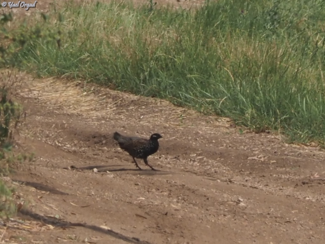 Francolinus francolinus  Black Francolin,Francolinus francolinus,Geotagged,Israel,Spring