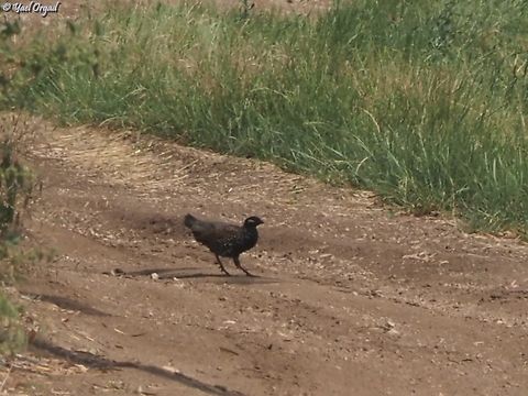 Francolinus francolinus  Black Francolin,Francolinus francolinus,Geotagged,Israel,Spring