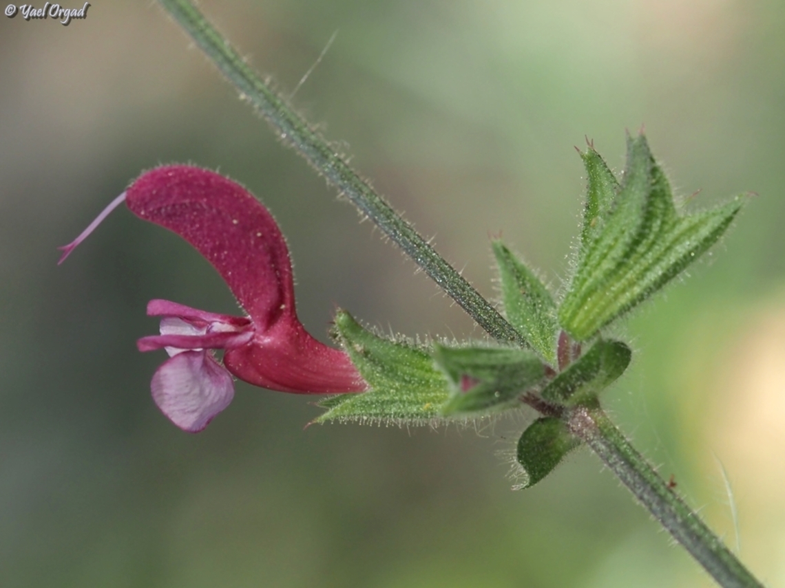 Salvia hierosolymitana  Geotagged,Israel,Jerusalem salvia,Salvia hierosolymitana,Spring