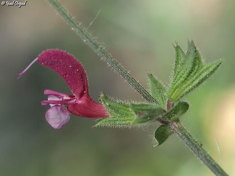 Salvia hierosolymitana  Geotagged,Israel,Jerusalem salvia,Salvia hierosolymitana,Spring