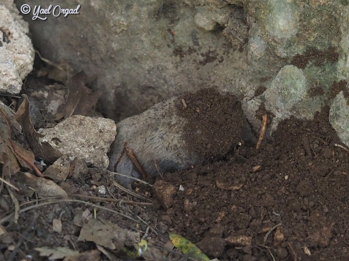 Nannospalax ehrenbergi digging his way into the ground Geotagged,Israel,Middle East blind mole-rat,Nannospalax ehrenbergi,Spring