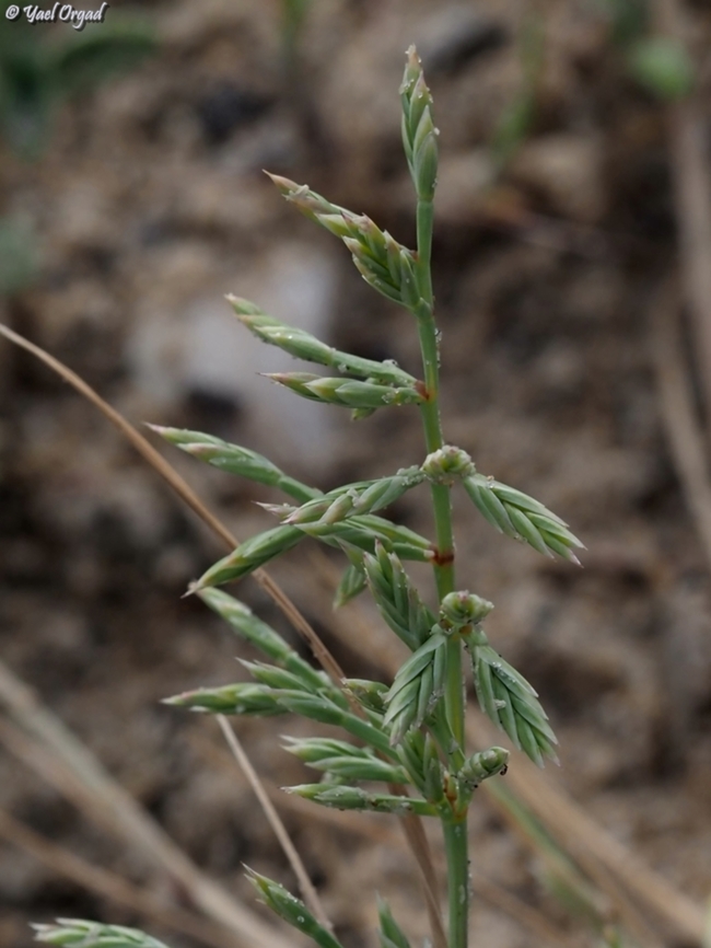 Cutandia maritima a very rare grass in Israel, grows on the shoreline.  Cutandia maritima,Geotagged,Israel,Spring