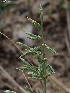 Cutandia maritima a very rare grass in Israel, grows on the shoreline.  Cutandia maritima,Geotagged,Israel,Spring