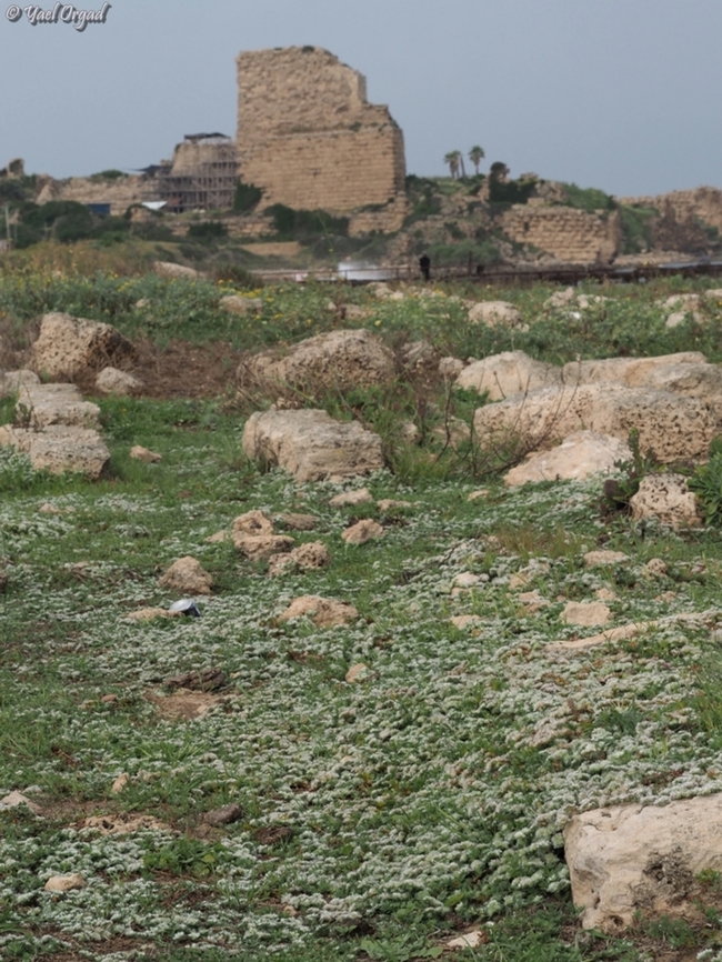 Atlit crusaders fort the Paronychia argentea is flowering in the remains of the Crusaders graveyard that is near the remains of the fort.  Paronychia argentea