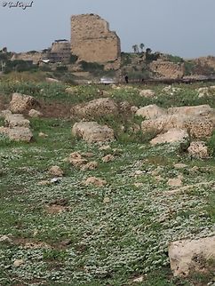 Atlit crusaders fort the Paronychia argentea is flowering in the remains of the Crusaders graveyard that is near the remains of the fort.  Paronychia argentea