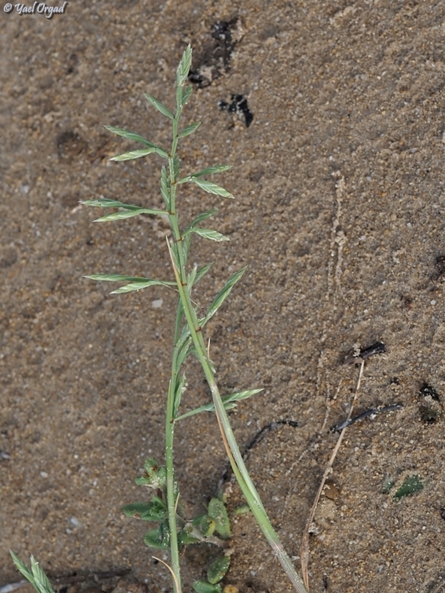Cutandia maritima  Cutandia maritima,Geotagged,Israel,Spring