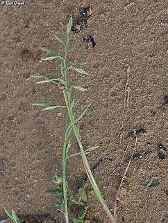 Cutandia maritima  Cutandia maritima,Geotagged,Israel,Spring
