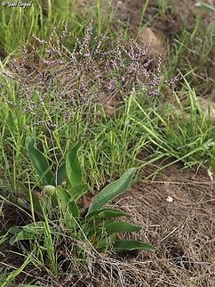 Limonium narbonense  Geotagged,Israel,Limonium narbonense,Spring