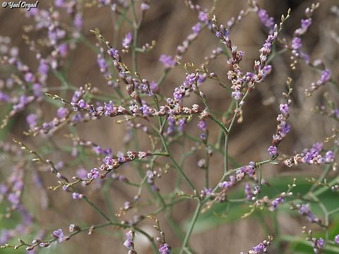 Limonium narbonense  Geotagged,Israel,Limonium narbonense,Spring