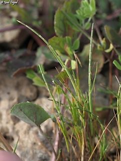 Parapholis incurva there are 3 Parapholis species in Israel, this is the least rare one - with curved stems, grows along the shore. 
The other species are: 
https://www.jungledragon.com/image/160182/parapholis_marginata.html
https://www.jungledragon.com/image/160183/parapholis_filiformis.html Geotagged,Israel,Parapholis incurva,Spring