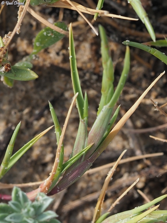 Parapholis marginata a rare species of Parapholis, that grows in the first shoreline, where there is sea spray. <br />
Other species of Parapholis in Israel are: <br />
<figure class="photo"><a href="https://www.jungledragon.com/image/160183/parapholis_filiformis.html" title="Parapholis filiformis"><img src="https://s3.amazonaws.com/media.jungledragon.com/images/3519/160183_thumb.JPG?AWSAccessKeyId=05GMT0V3GWVNE7GGM1R2&Expires=1759968010&Signature=g1VQ5Z%2FxKfbAqR8HNVJ3PwVzt44%3D" width="200" height="150" alt="Parapholis filiformis a rare species of Parapholis, that grows at the edges of saltmarshes. <br />
Other species of Parapholis in Israel are: <br />
https://www.jungledragon.com/image/160181/parapholis_incurva.html<br />
https://www.jungledragon.com/image/160182/parapholis_marginata.html Geotagged,Israel,Parapholis filiformis,Spring" /></a></figure><br />
<figure class="photo"><a href="https://www.jungledragon.com/image/160181/parapholis_incurva.html" title="Parapholis incurva"><img src="https://s3.amazonaws.com/media.jungledragon.com/images/3519/160181_thumb.JPG?AWSAccessKeyId=05GMT0V3GWVNE7GGM1R2&Expires=1759968010&Signature=YCPKrJocxxk%2BnvLKf7VQGTw%2FvCA%3D" width="114" height="152" alt="Parapholis incurva there are 3 Parapholis species in Israel, this is the least rare one - with curved stems, grows along the shore. <br />
The other species are: <br />
https://www.jungledragon.com/image/160182/parapholis_marginata.html<br />
https://www.jungledragon.com/image/160183/parapholis_filiformis.html Geotagged,Israel,Parapholis incurva,Spring" /></a></figure> Geotagged,Israel,Parapholis marginata,Spring