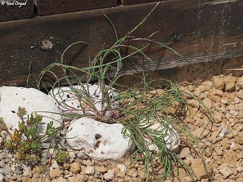 Parapholis filiformis a rare species of Parapholis, that grows at the edges of saltmarshes. 
Other species of Parapholis in Israel are: 
https://www.jungledragon.com/image/160181/parapholis_incurva.html
https://www.jungledragon.com/image/160182/parapholis_marginata.html Geotagged,Israel,Parapholis filiformis,Spring