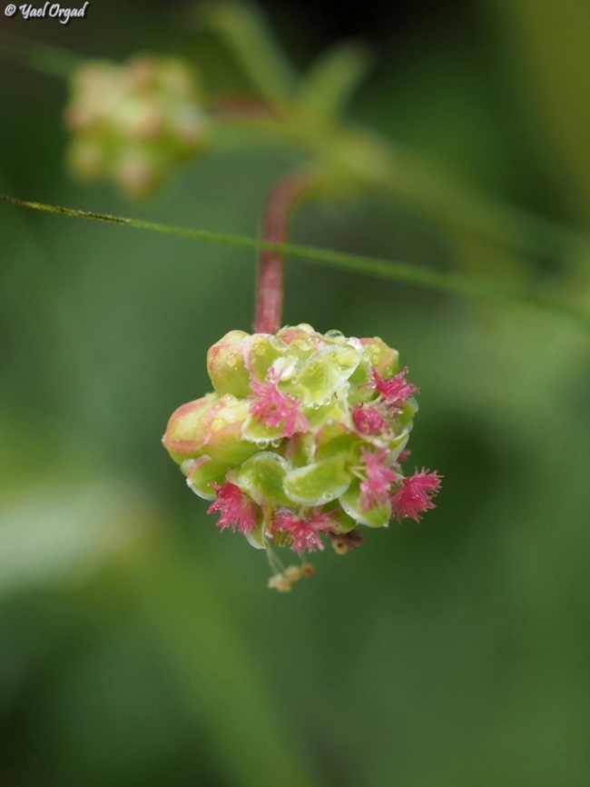 Sanguisorba minor it&#039;s mind-blowing to think that this tiny and unimpressive plant is the same family as the rose... <br />
 Geotagged,Israel,Salad Burnet,Sanguisorba minor