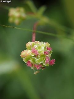 Sanguisorba minor it's mind-blowing to think that this tiny and unimpressive plant is the same family as the rose... 
 Geotagged,Israel,Salad Burnet,Sanguisorba minor