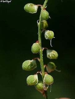 Melilotus sulcatus a small plant, but the etching on the fruit is really nice.  Geotagged,Israel,Melilotus sulcatus