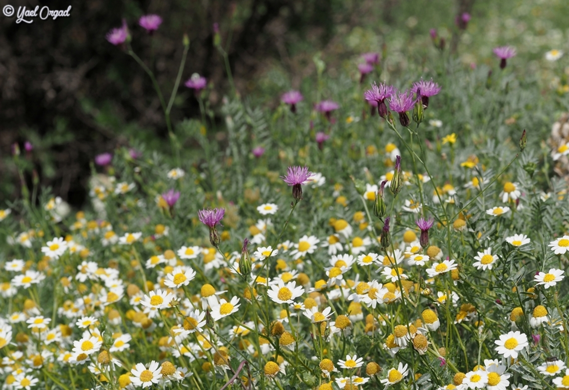 Anthemis hebronica in white-and-yellow Crupina crupinastrum in pink Anthemis hebronica,Crupina crupinastrum,Geotagged,Israel,Spring