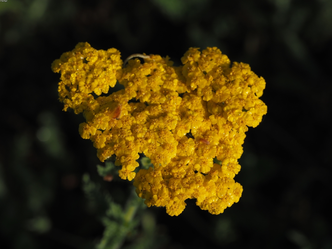 Achillea arabica  Achillea arabica,Geotagged,Israel