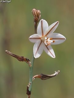 Asphodelus fistulosus  Asphodelus fistulosus,Geotagged,Israel,Onion-Leafed Asphodel
